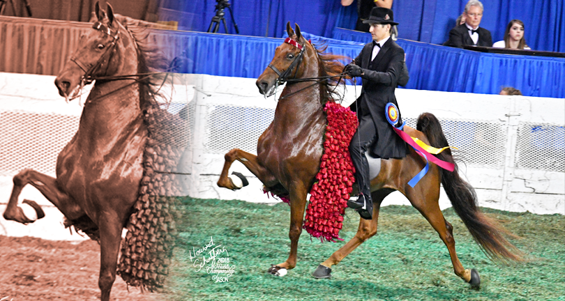 5 Gaited WGC